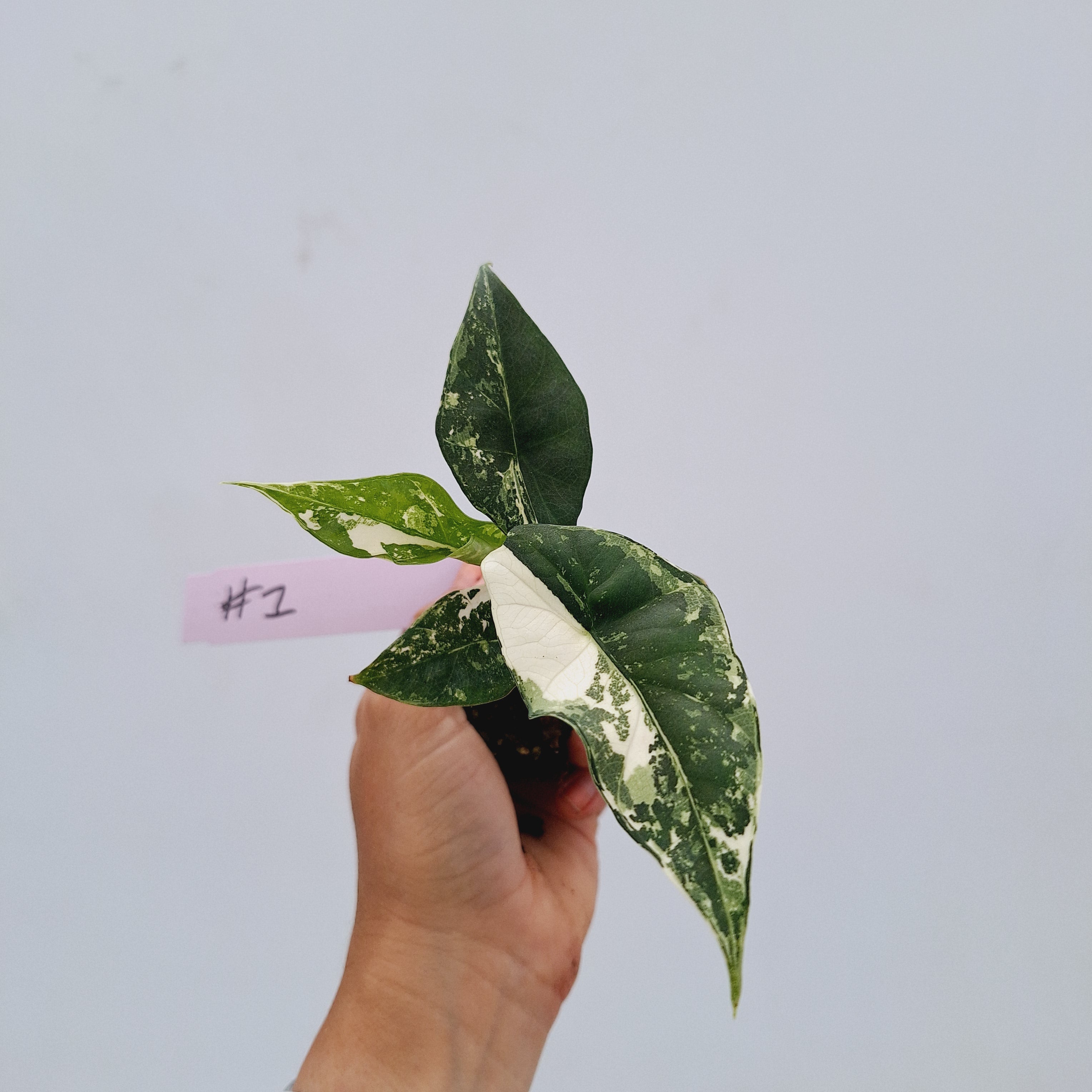 Alocasia 'Simpo' Albo Variegata- Bare Bottom Baby⁷