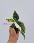 Alocasia 'Simpo' Albo Variegata- Bare Bottom Baby⁷