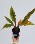 Philodendron serratum Caramel Marble