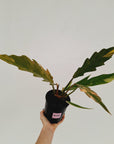 Philodendron serratum 'Caramel Marble'