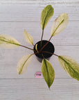 Homalomena Tropical Green Variegata -sale