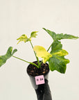Philodendron bipinnatifidum variegata - SALE