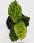 Dieffenbachia maculata 'Reflector' Variegata
