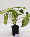 Syngonium podophyllum Confetti Tricolour