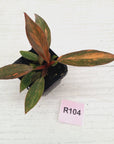 Philodendron 'Orange Princess' 70mm