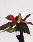 Philodendron 'Orange Princess'