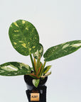 Philodendron Green Congo Variegata (Nuclear)