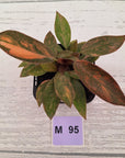 Philodendron 'Orange Princess' 70mm