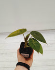 Alocasia ‘wentii’ Variegated