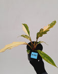 Philodendron serratum 'Caramel Marble' -flash sale