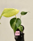 Monstera Deliciosa 'Mint'