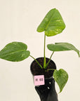 Monstera Deliciosa 'Mint' - SALE