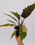 Philodendron serratum Caramel Marble