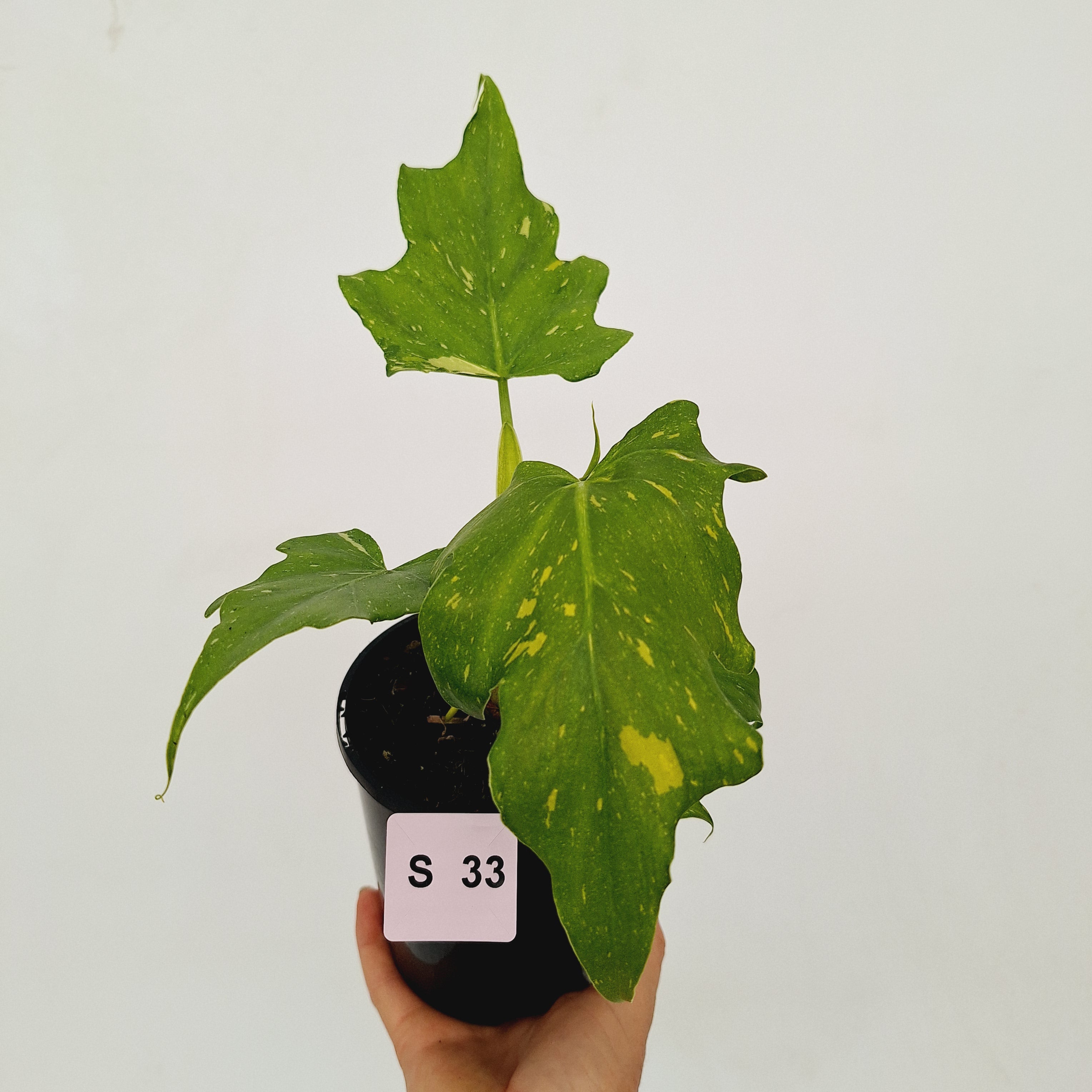 Philodendron warscewiczii Gold Variegata