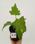 Philodendron warscewiczii Gold Variegata