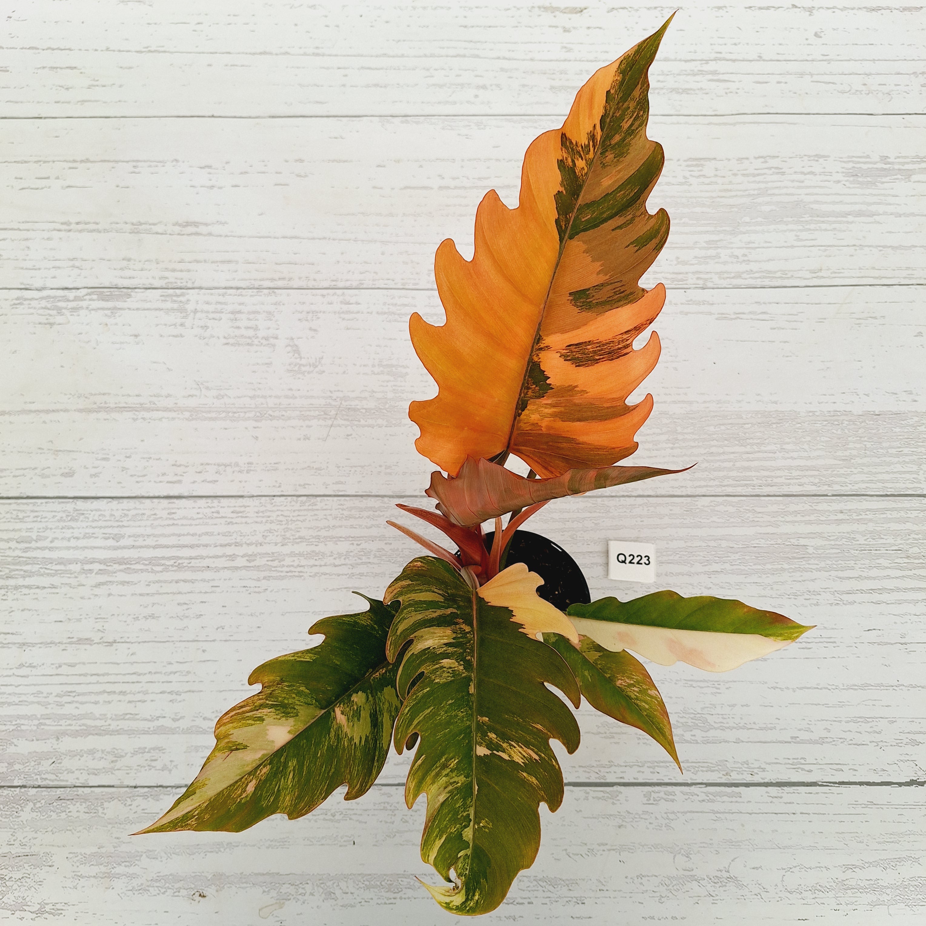 Philodendron serratum Caramel Marble
