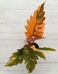 Philodendron serratum Caramel Marble