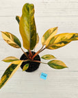 Philodendron 'Rojo Congo Variegated' 125mm - SALE