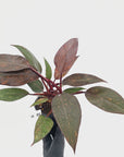 Philodendron 'Orange Princess' - FLASH SALE