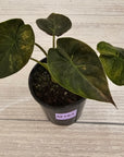 Alocasia ‘wentii’ Variegated - Sale