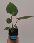 Monstera Deliciosa 'Bulbasaur' - 70mm