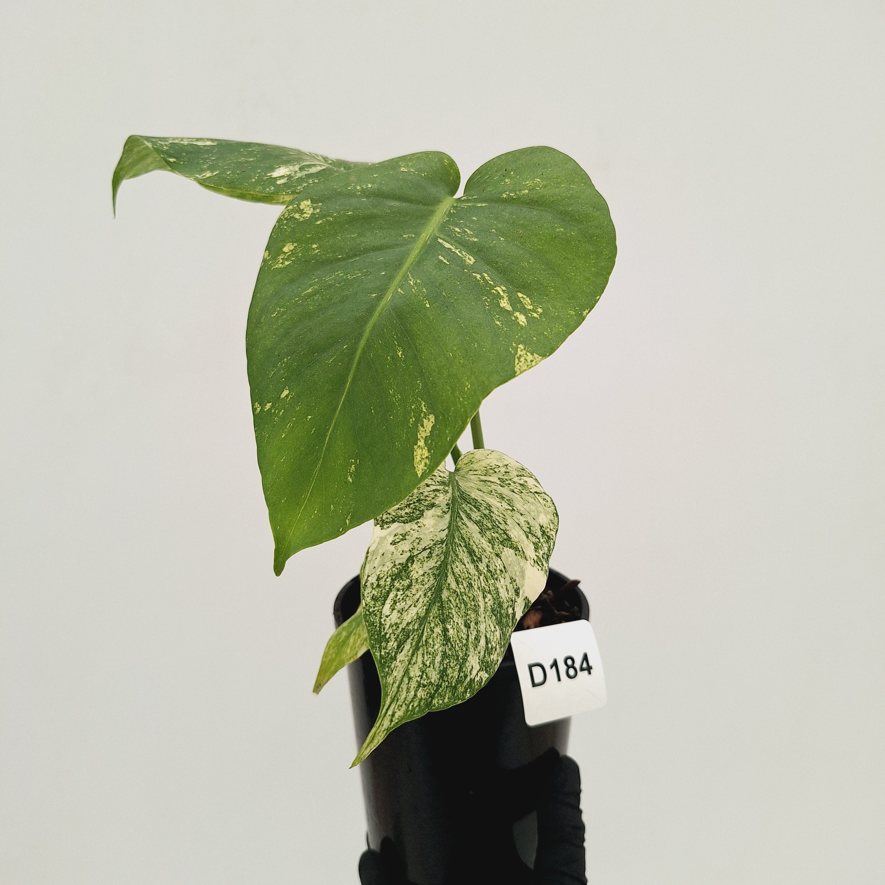 Monstera Deliciosa 'Mint' – Enliven Plants