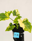 Philodendron bipinnatifidum variegata - SALE