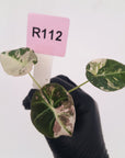 Alocasia reginula 'Black Velvet variegata' - Bare Bottom Baby