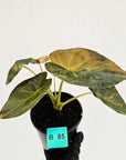 Alocasia ‘wentii’ Variegated - SALE