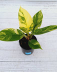 Philodendron imperial green variegata
