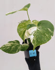 Monstera borsigiana 'Albo'