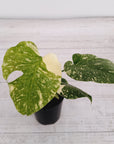 Monstera deliciosa Thai Constellation Sports