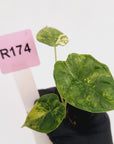 Alocasia Dragon Scale Aurea Variegata - Bare Bottom Baby