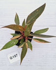 Philodendron 'Orange Princess'