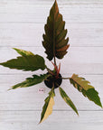 Philodendron serratum Caramel Marble