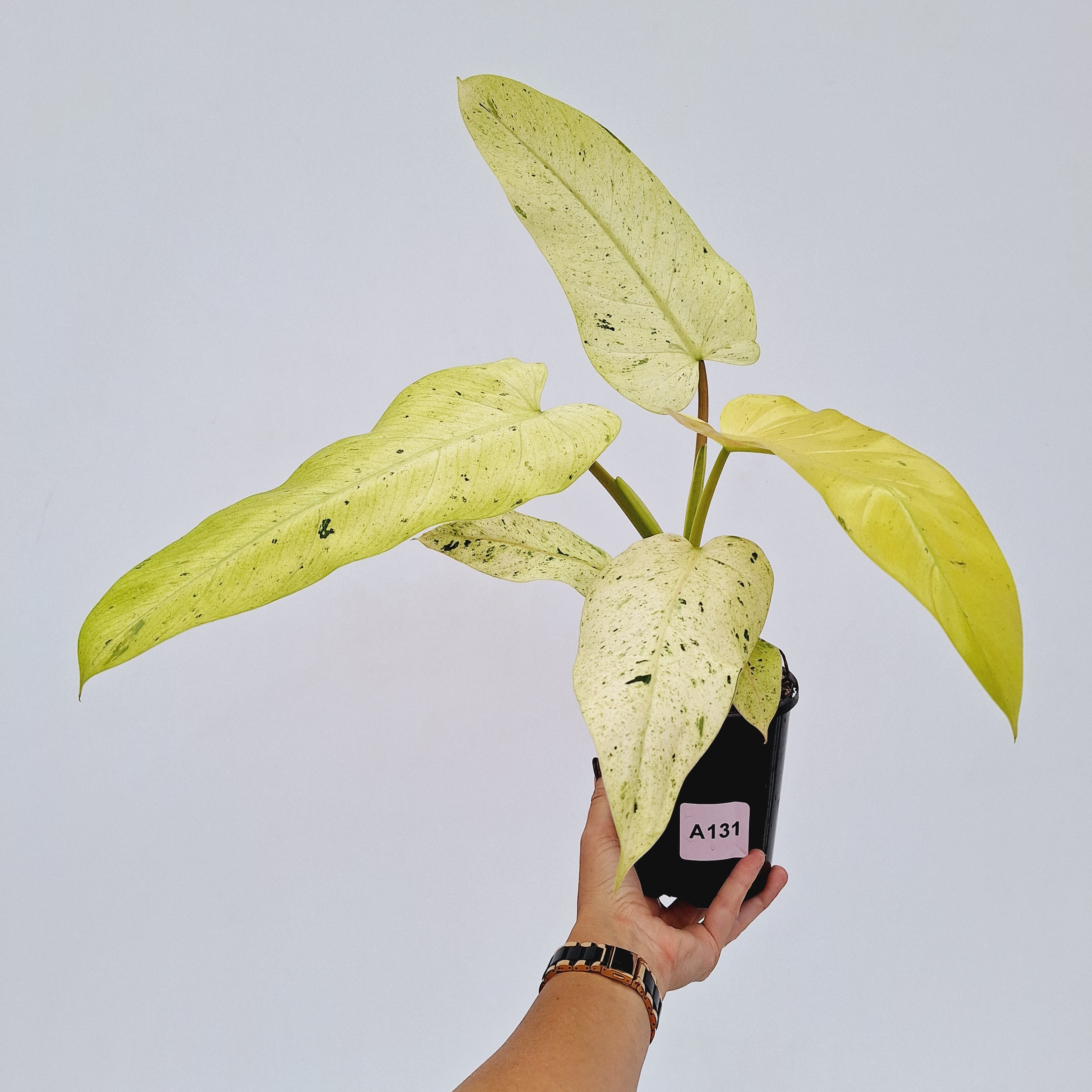 Philodendron 'Whipple Way' – Enliven Plants Philodendron 'Whipple Way' – Enliven Plants