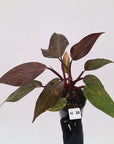 Philodendron 'Orange Princess' - FLASH SALE