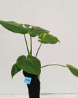 Monstera deliciosa Aurea 'Yellow Marilyn'