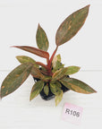 Philodendron 'Orange Princess' 70mm
