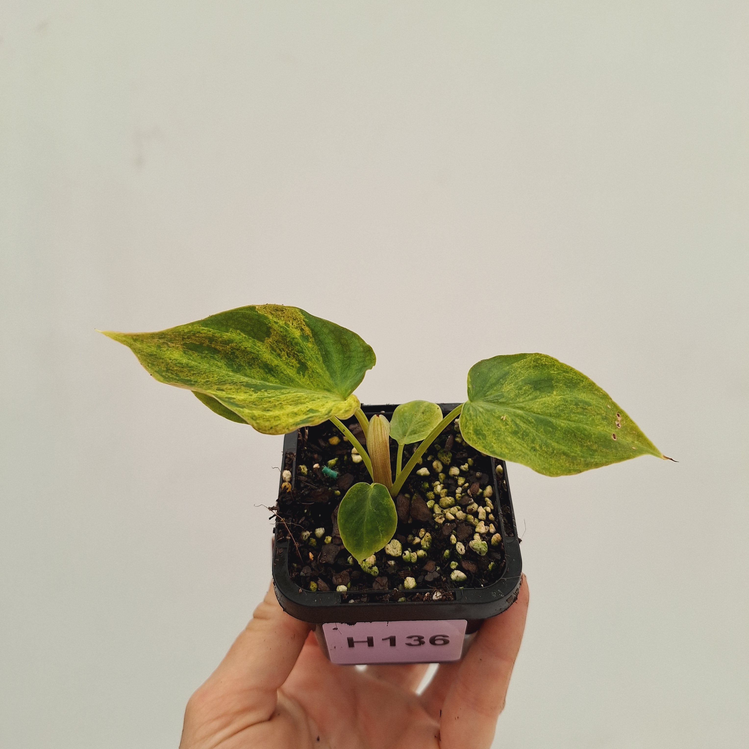 Philodendron verrucosum Variegata
