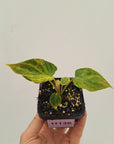 Philodendron verrucosum Variegata