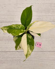 Aglaonema modestum variegata