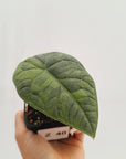 Alocasia melo 'Rhino Skin' Variegata