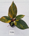 Philodendron 'Rojo Congo Variegated' - SALE