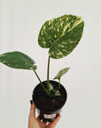 Monstera deliciosa Thai Constellation Sports