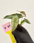 Alocasia Polly Variegata
