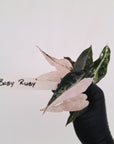 Alocasia Amazonica bambino Variegata - Bare Bottom Baby