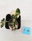 Alocasia reginula 'Black Velvet variegata'