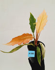 Philodendron serratum 'Caramel Marble' -flash sale