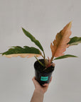 Philodendron serratum 'Caramel Marble' -flash sale